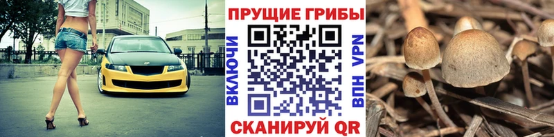 где купить наркоту Инсар Псилоцибиновые грибы Magic Shrooms